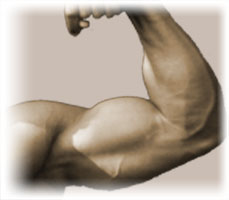 Picture of a well shaped bicep